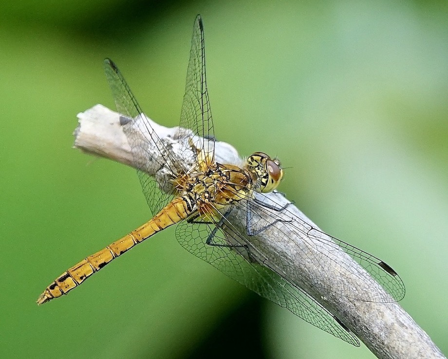ruddy darter